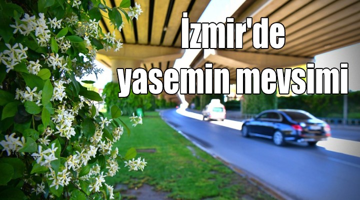 İzmir de yasemin mevsimi...