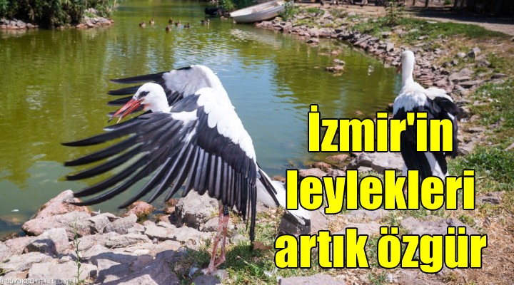 İzmir in leylekleri artık özgür!