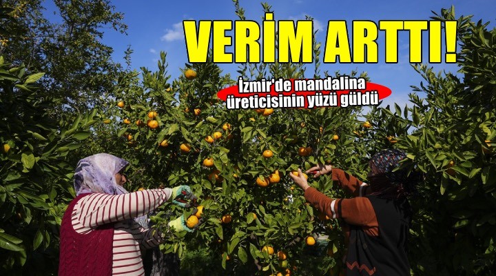 İzmir'in satsuma mandalinasında verim arttı