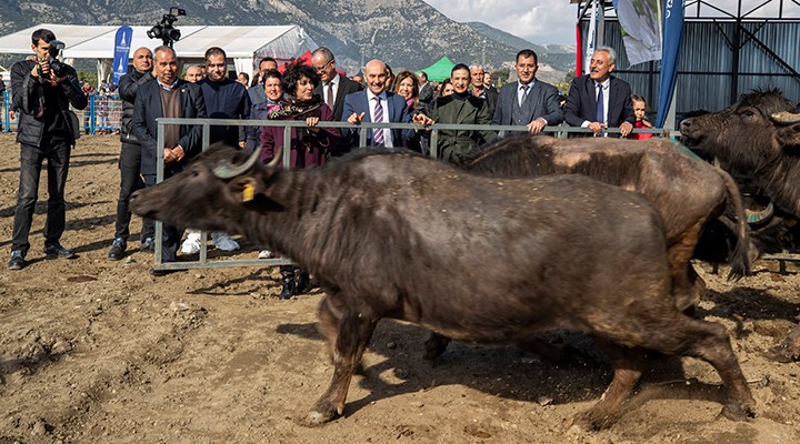 İzmir mozerellası geliyor... Manda yetiştiriciliğine destek