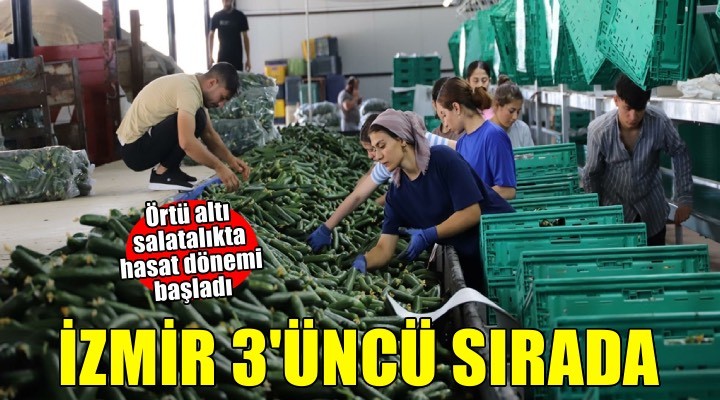 İzmir, örtü altı salatalık üretiminde 3'üncü sırada