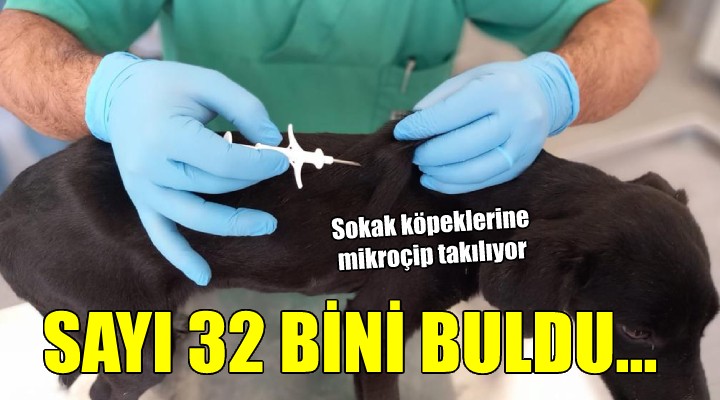 İzmir’de 32 bin sokak köpeğine mikroçip takıldı