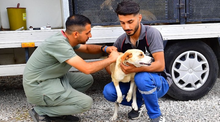 İzmir’de bir yılda 25 bin kedi ve köpek kısırlaştırıldı!