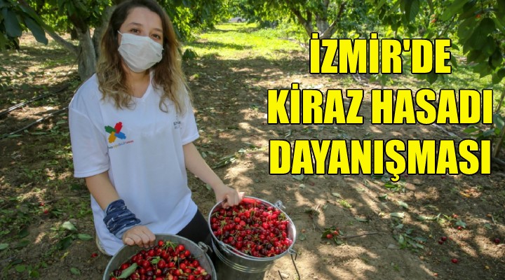 İzmir’de kiraz hasadı dayanışması!