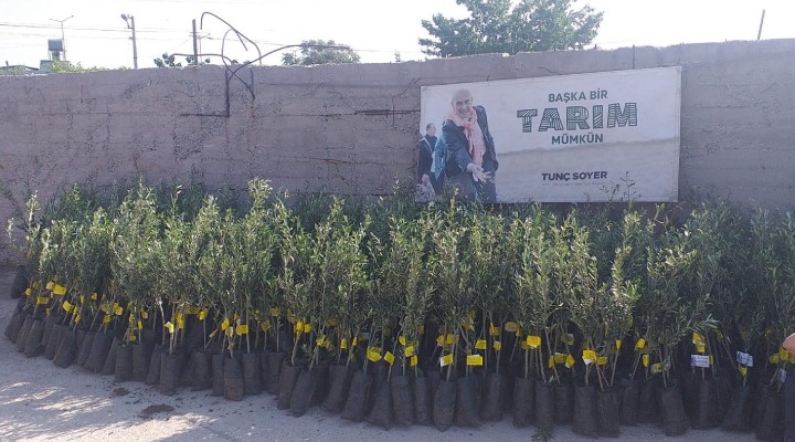 İzmir’den Osmaniye’ye 20 bin zeytin fidanı!