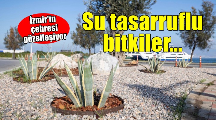 İzmir’in çehresi su tasarruflu bitkilerle güzelleşiyor