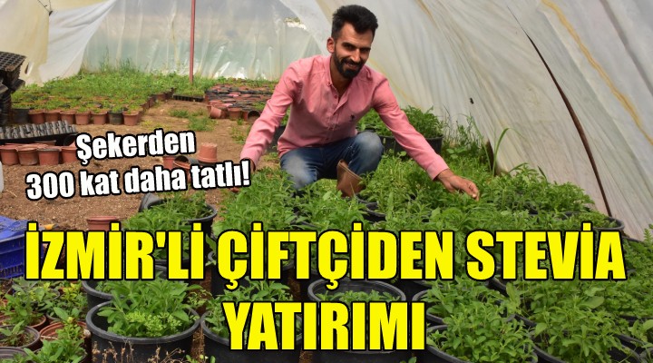 İzmirli çiftçiden  stevia  yatırımı!