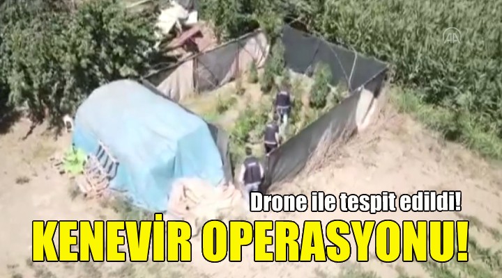 Jandarmadan kenevir operasyonu!