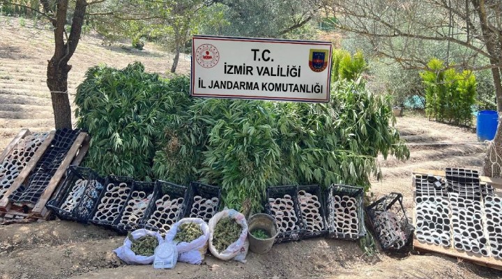 Jandarmadan zehir tarlasına baskın!