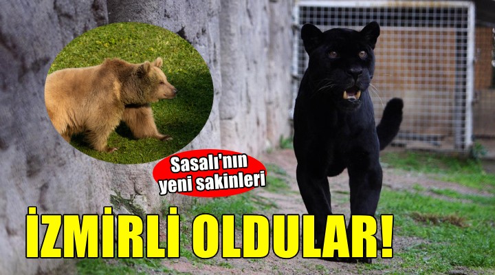 Jüliet ve Yumuk da artık İzmirli oldu