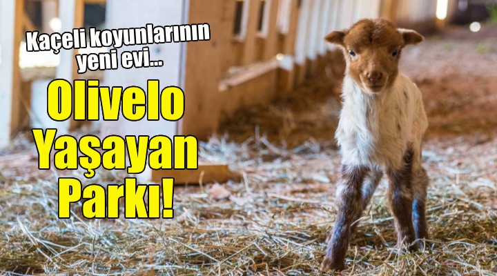 Kaçeli koyunlarının yeni evi Olivelo Yaşayan Parkı!