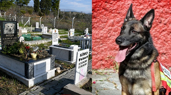 Kahraman köpek Proteo nun adı Kuşadası nda ölümsüzleşiyor