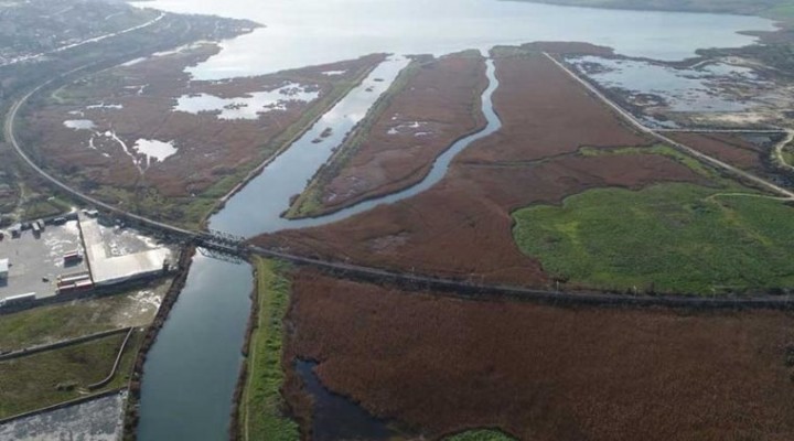 Kanal İstanbul için kaç ağaç kesilecek!