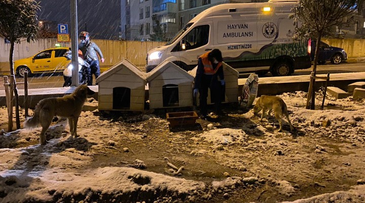 Kar yüzünden zor günler geçiren can dostlara destek