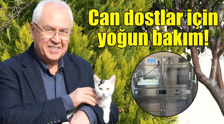 Karabağlar da can dostlar için yoğun bakım!