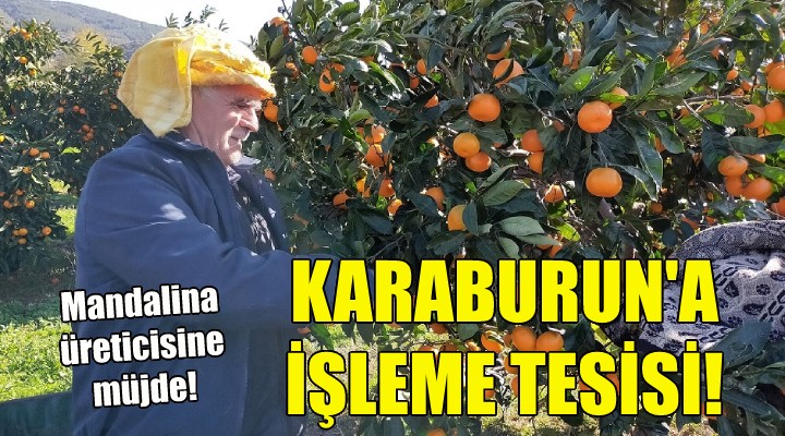 Karaburun a mandalina işleme tesisi!