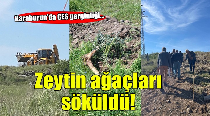 Karaburun'da GES gerginliği... Yine zeytin ağaçları söküldü!