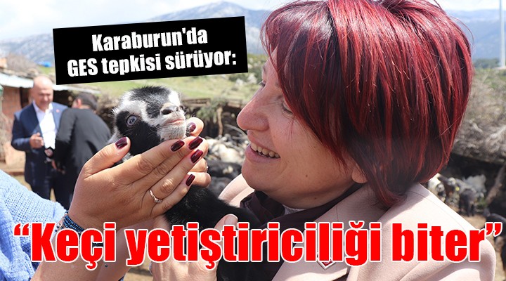 Karaburun da GES tepkisi sürüyor:  KEÇİ YETİŞTİRİCİLİĞİNİ BİTİRECEK! 