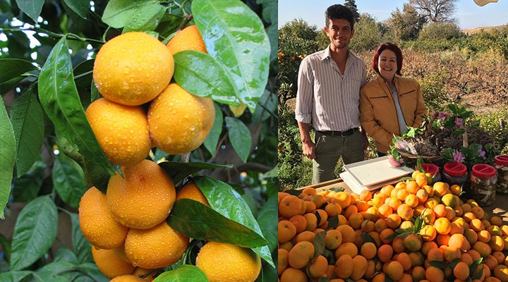 Karaburun da mandalina şenliği