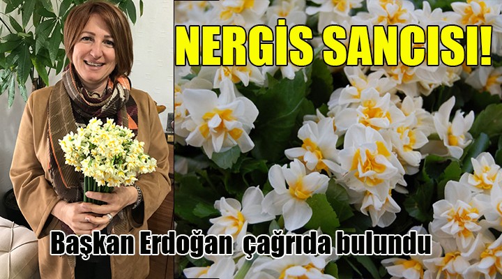 Karaburun da nergis sancısı! Başkan Erdoğan çağrı yaptı...