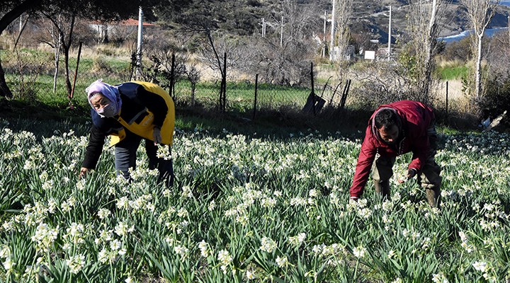 Karaburun da son nergisler toplanıyor