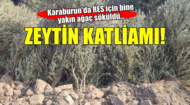 Karaburun da zeytin katliamı!