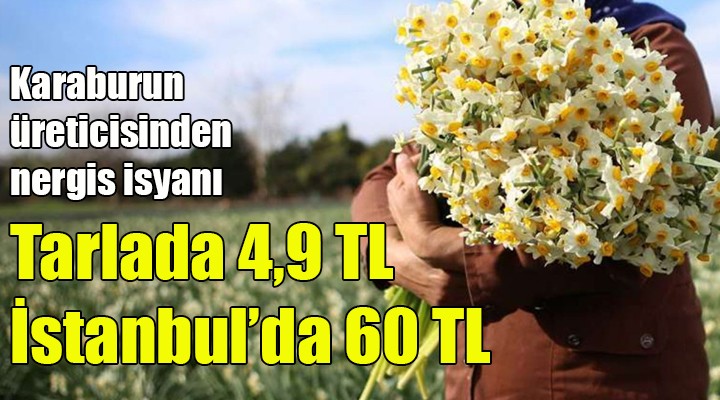 Karaburun üreticisinden nergis isyanı! TARLADA 4,9 TL, İSTANBUL DA 60 TL