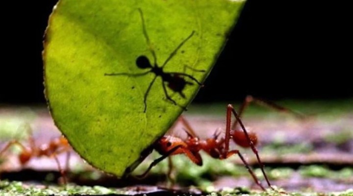 Karıncalar kansere çare olabilir!