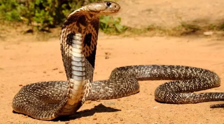 Karısı ve 2 yaşındaki kızını kobra yılanıyla öldürdü!