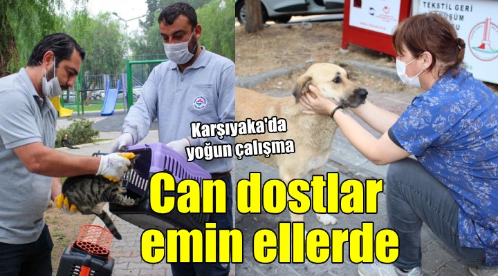 Karşıyaka da can dostlara özel hizmet...