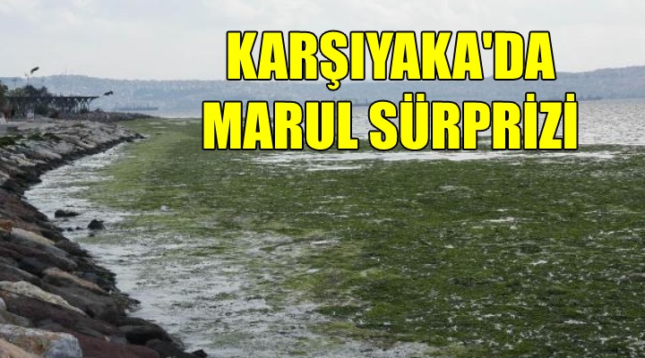 Karşıyaka yı marul kapladı!