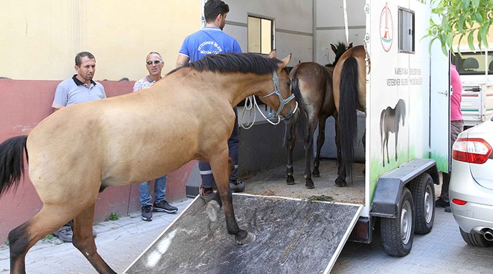 Karşıyaka’da ‘başıboş at’ operasyonu