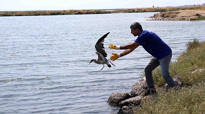 Karşıyaka’da ‘yavru martı’ seferberliği