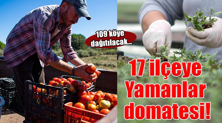 Karşıyaka’nın Yamanlar domatesi İzmir’in 17 ilçesine yayılıyor