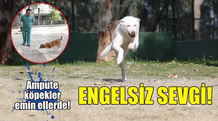 Karşıyaka’nın ampute köpekleri emin ellerde!