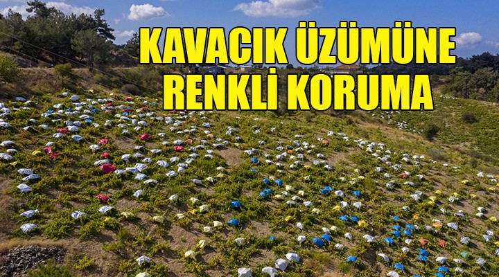 Kavacık Üzümü ne renkli koruma!