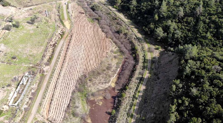 Kavakdere Baraj Gölü çevresi  bal ormanı  oldu