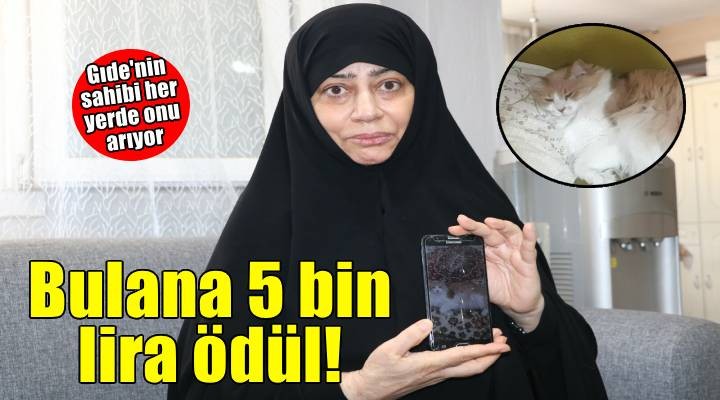Kaybolan kedisini bulana 5 bin lira ödül verecek