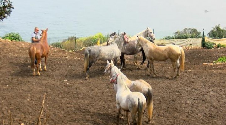 Kayıp atlarla ilgili yeni gelişme!