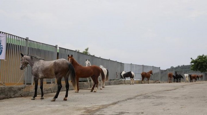 Kayıp atlarla ilgili yeni gelişme!