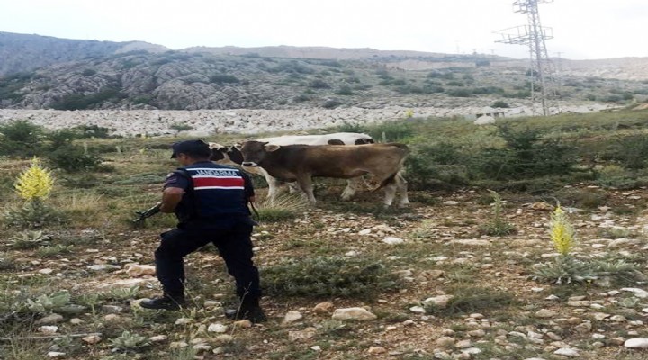 Kayıp inekler drone ile bulundu