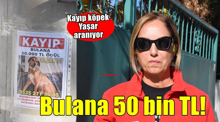Kayıp köpek Yaşar ı bulana 50 bin TL ödül