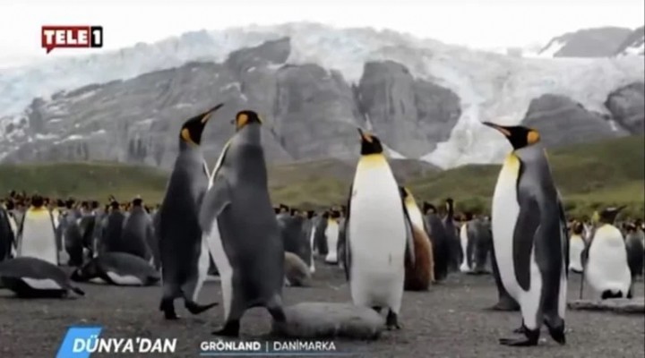 Kayyumun ilk icraatı: TELE1’de penguen belgeseli yayını