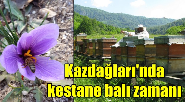 Kazdağları’nda kestane balı zamanı