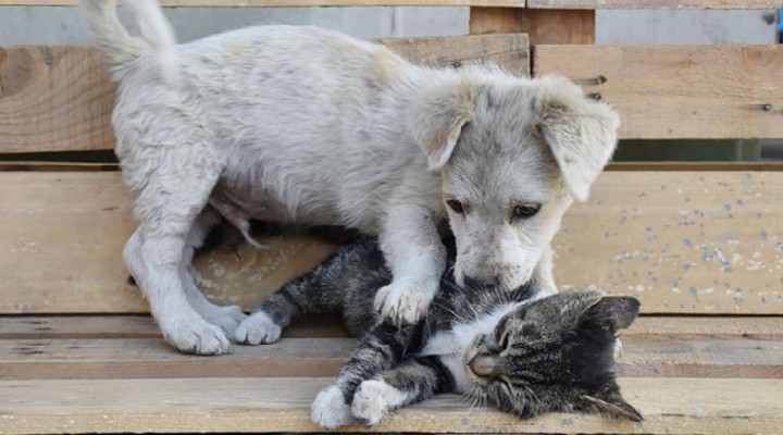 Kedi köpekler için QR kod dönemi!