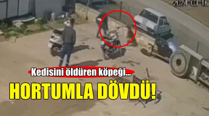 Kedisini öldüren köpeği hortumla dövdü!