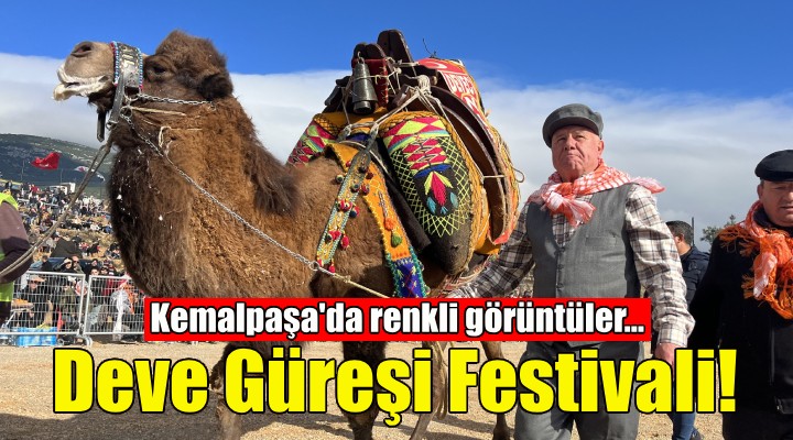 Kemalpaşa, Deve Güreşi Festivali yle renklendi!