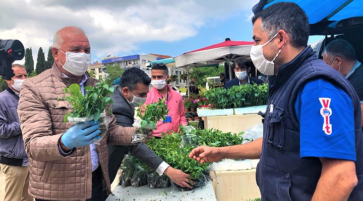 Kemalpaşa da 30 bin fide dağıtılacak