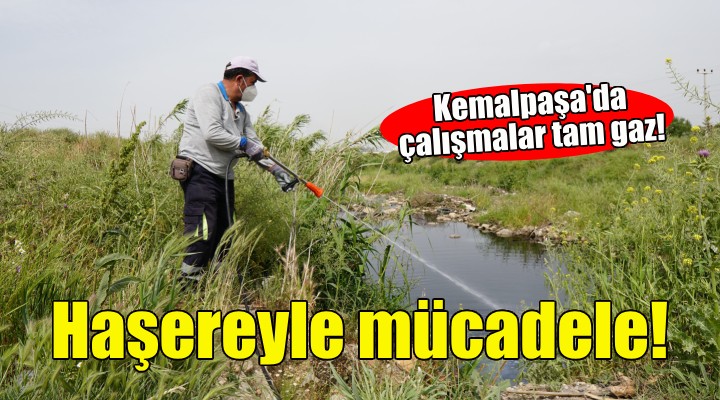 Kemalpaşa da haşereyle mücadele!