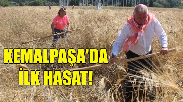 Kemalpaşa da ilk hasat!